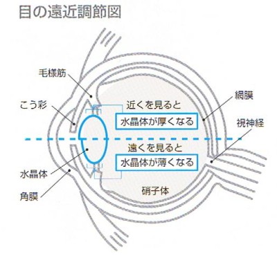 目の遠近調節図